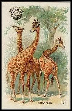 15 Giraffes